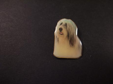 Bearded Collie, Schots hondenras